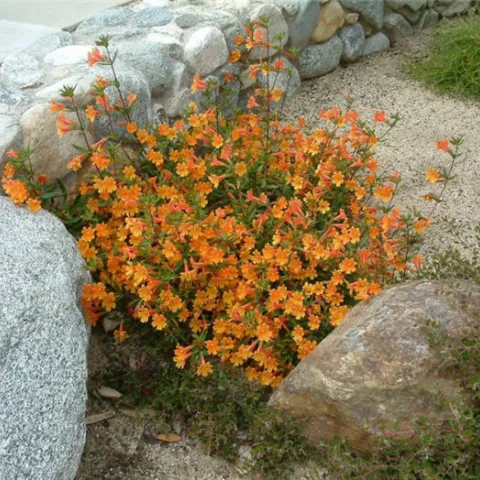 Mimulus