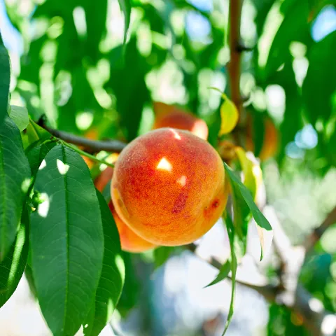 peach tree