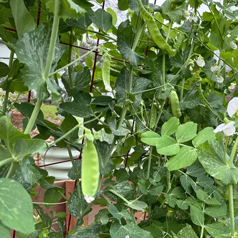 peas-snowpeas