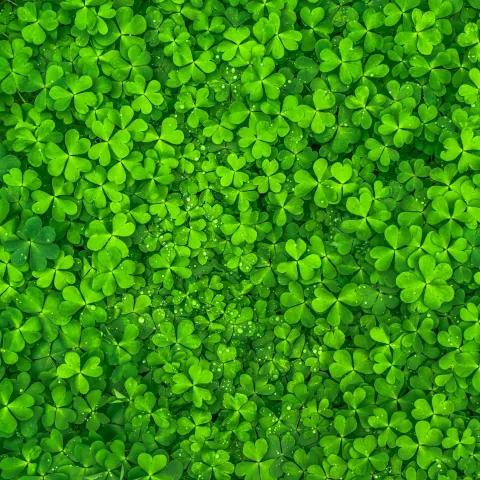 A ground cover of shamrocks.