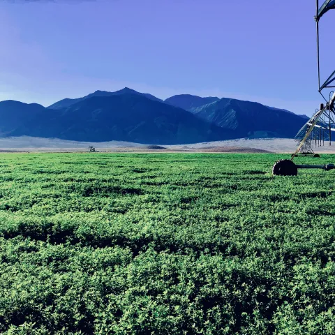 Pivot in Benton
