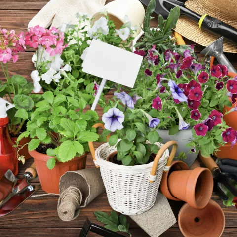 plants, pots, and gardening hand tools 