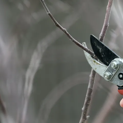 pruning branches