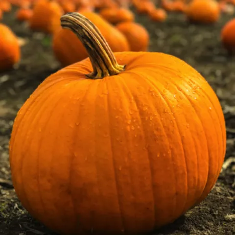 pumpkin
