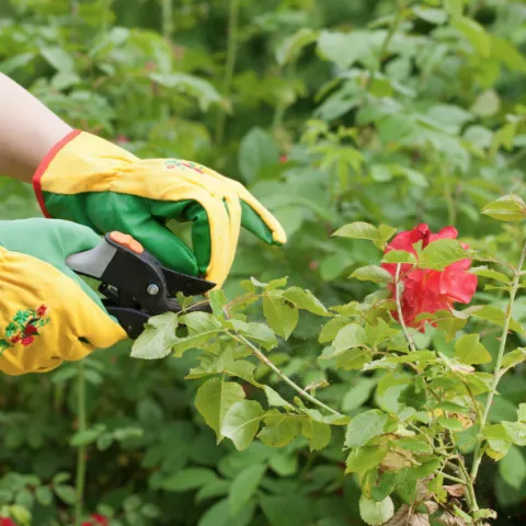pruning a red rose bush wearing yellow gloves