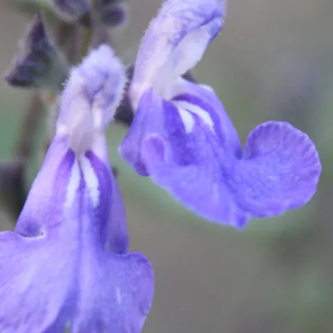 two purple sage flowers with a green background of foliage