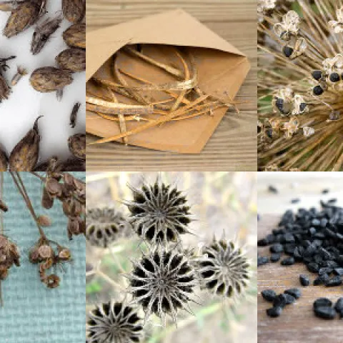 native seed collecting