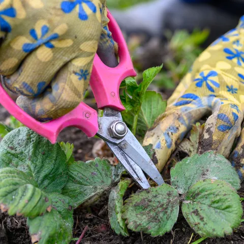 Trimming strawberries