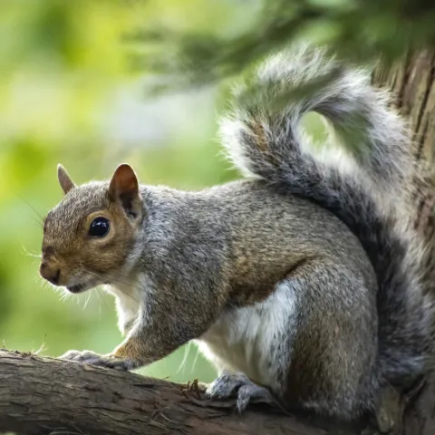 squirrel