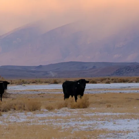 cattle standing on a salty pasture at sunset with mountains in the background