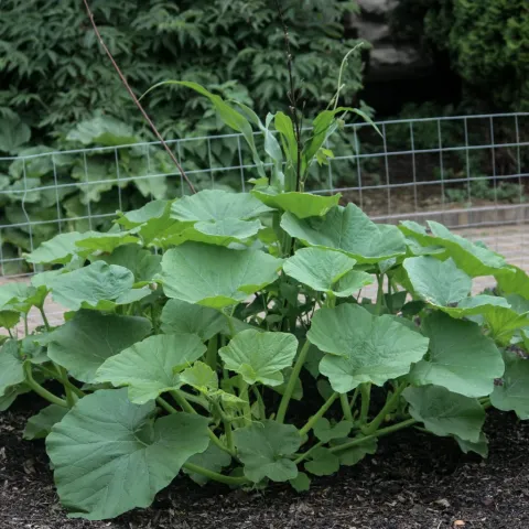 Corn, Beans, and Squash growing together a few weeks after planting. Allen Centennial Garden, wish.edu