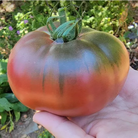 Tomato in hand
