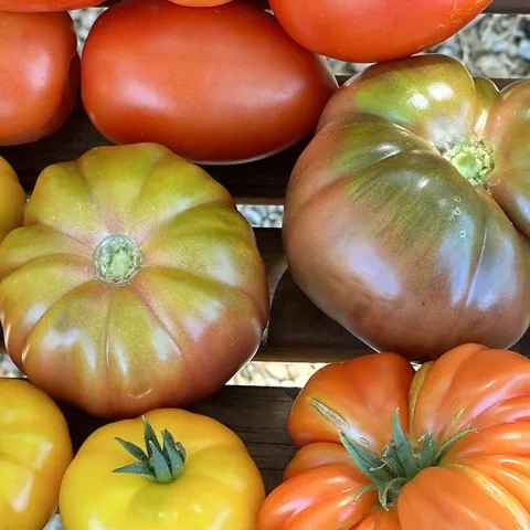 tomato market