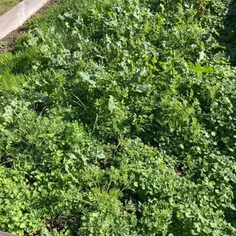 Weeds in the cover crop