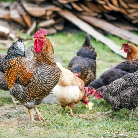 Photo of Chickens by Zosia Szopka on Unsplash