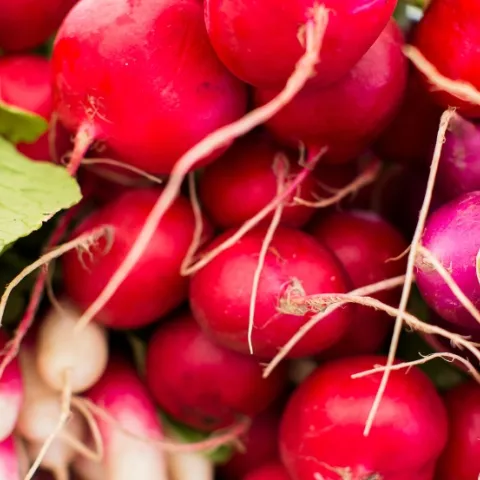 Radishes