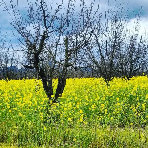 orchard