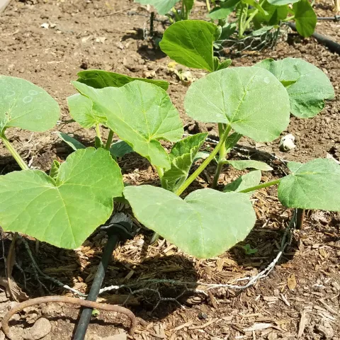 Butternut squash planted without tillling the soil after cutting down cover crop. Jeanette Alosi