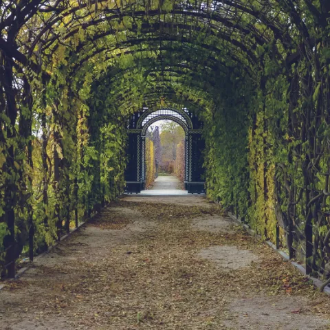 Tunnel of arched trellises
