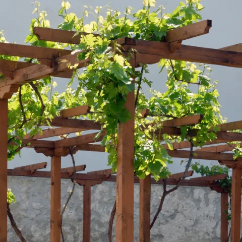 Pergola with vines on it.