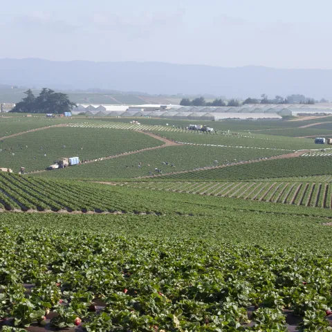 Rows of strawberry plants with greenhouses in the background. Multiple people in the field harvesting.