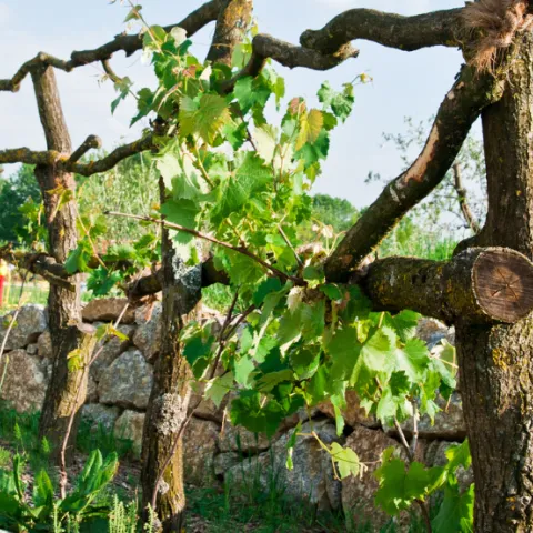 Grape vines on trellis