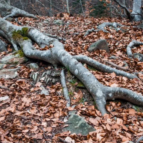 Tree roots covered in fallen leaves