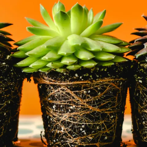 Rootbound succulents