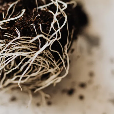 Roots of a potted plant.