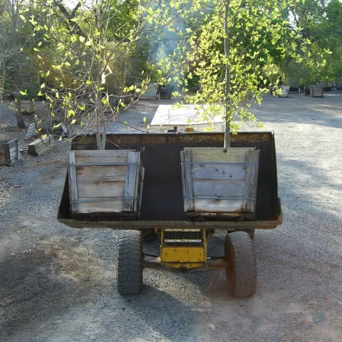 Two small oak trees to be planted at Merced College in 2010