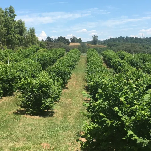 Rows of tree crops in the Sierra foothills.