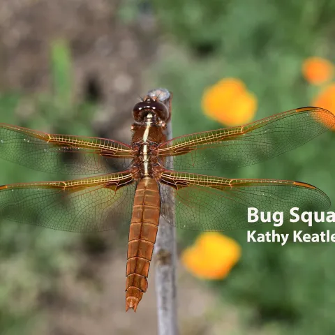 Flameskimmer dragonfly above bed of California golden poppies. (Photo by Kathy Keatley Garvey)