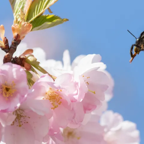 Bee flying towards tree blossoms