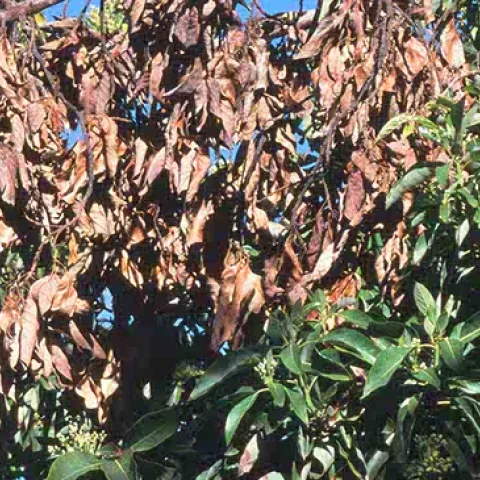 Dying brown tree branch