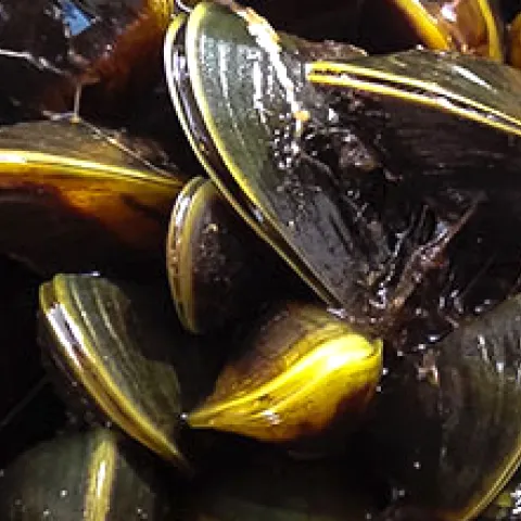 Invasive mussel threatens California's waters.