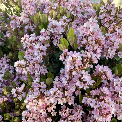 Pink blossoms