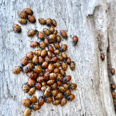 Adult convergent lady beetles congregating on a log.