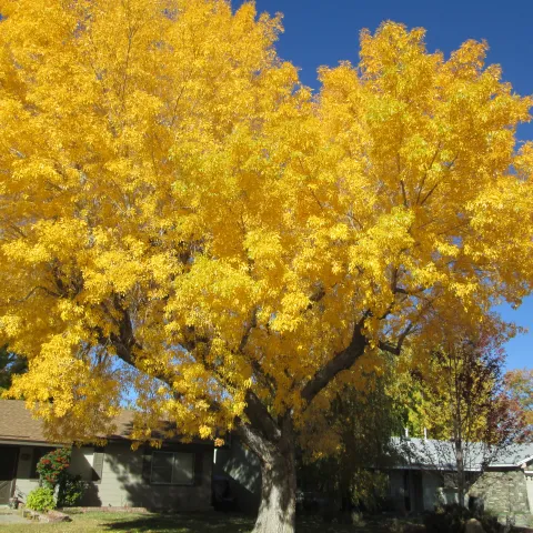 A tree with yellow fall foliage in front of a house.