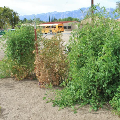 A sick tomato plant in a row of otherwise healthy plants