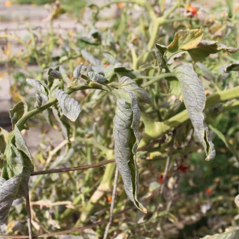 Close up view of a tomato with curled leaves