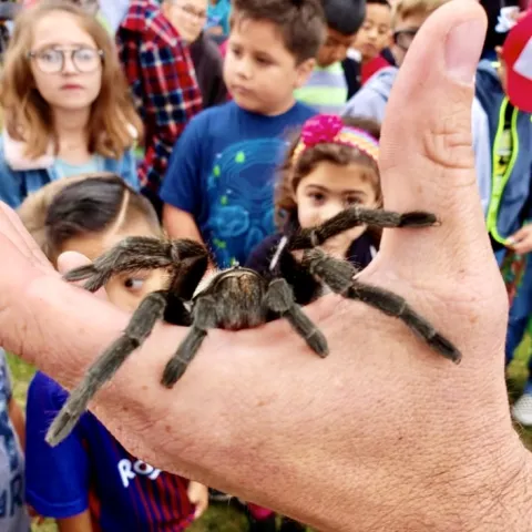 Spider on Hand 