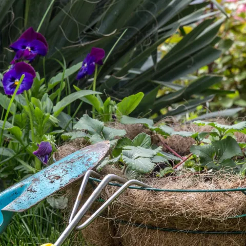 Ornamental plant and strawberry plants with a trowel.