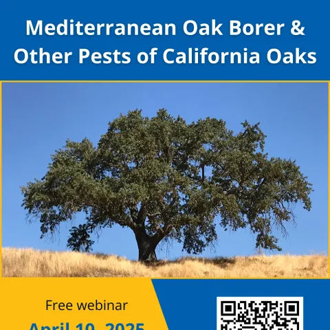 Mediteranean oak borer webinar flyer