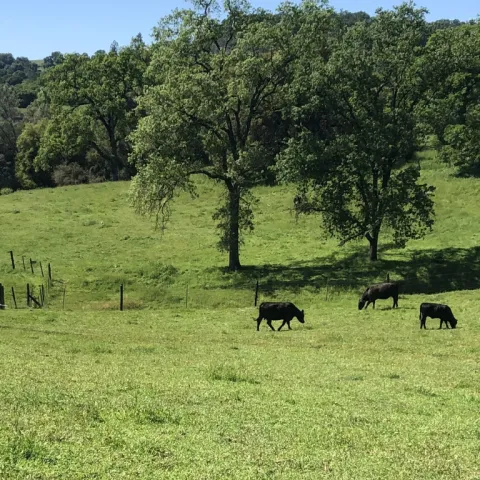 Rangeland with oak trees and cattle.
