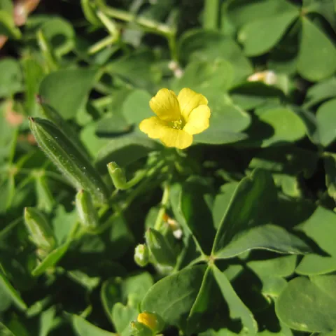 Oxalis