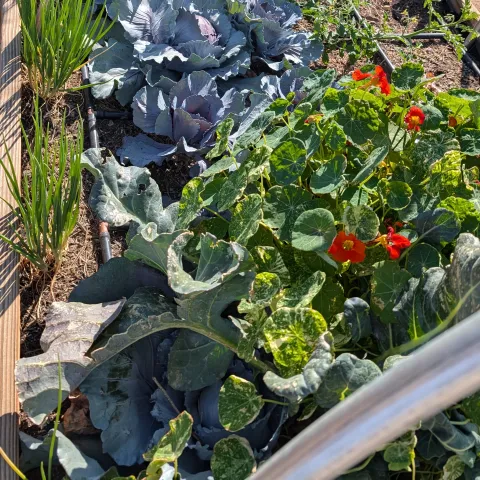 Greenery in raised garden bed.