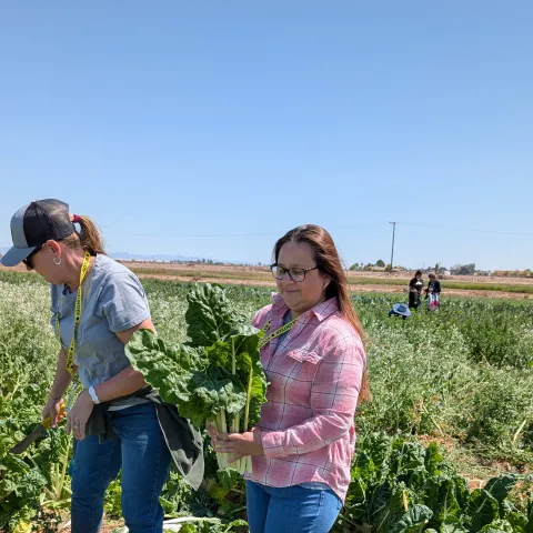 UCMGs harvesting swiss chard in field 