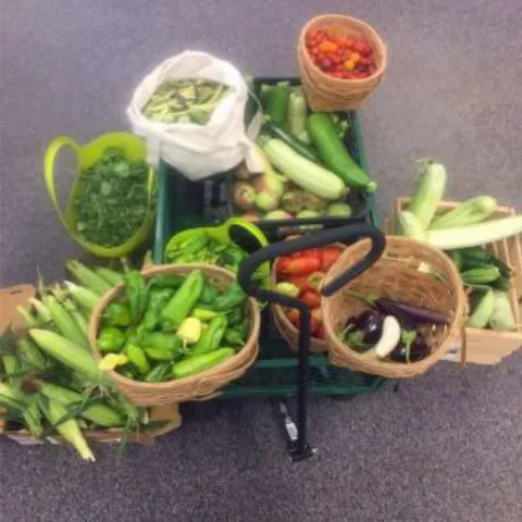 variety of fresh vegetables