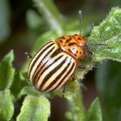 Colorado Potato Bug