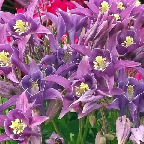 Gardening With Color